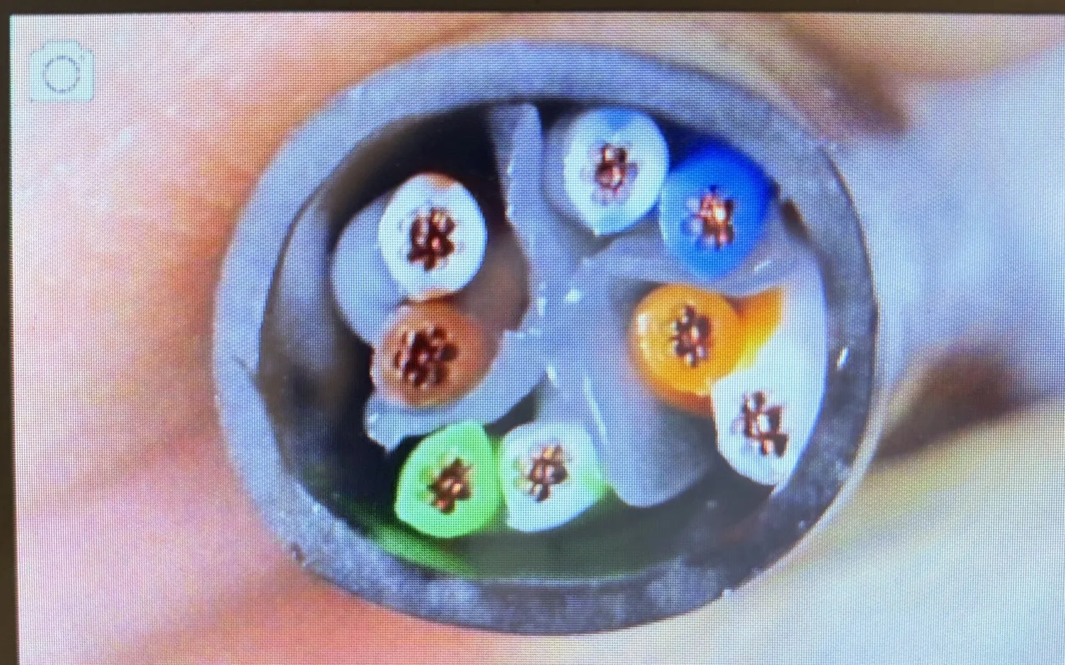 A genuine Cat6 cable in cross-section under a microscope: eight copper conductors in four pairs around a central plastic spline.