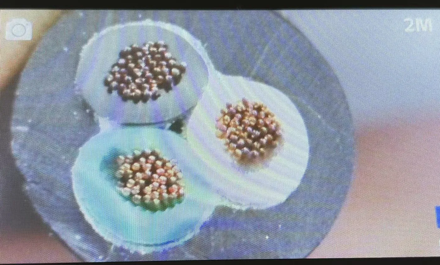 Microscope view of a severed C13 cord cross-section showing three stranded copper conductor bundles.